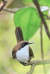 White-breasted Thrasher